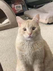 Lost Male Cat last seen Coldstream neighborhood, Columbia, SC 29212