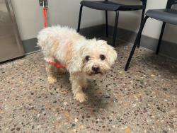 Shelter Stray Male Dog last seen HAMMOND LN/104TH LN, 5501 E Van Buren St, Phoenix, AZ 85008, USA