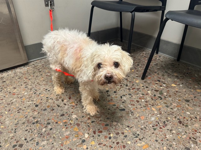Shelter Stray Male Dog last seen HAMMOND LN/104TH LN, 5501 E Van Buren St, Phoenix, AZ 85008, USA