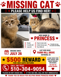 Lost Female Cat last seen Near farm hill drive Hayward CA 94542, Hayward, CA 94542