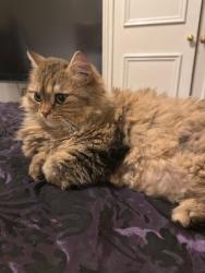 Reunited Female Cat last seen Khama road, Greater London, England SW17 0EN