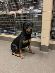 Shelter Stray Female Dog last seen Near BLOCK S RIDGEWOOD DR, WICHITA KS 67218, 3303 N Hillside St, Wichita, KS 67219, USA