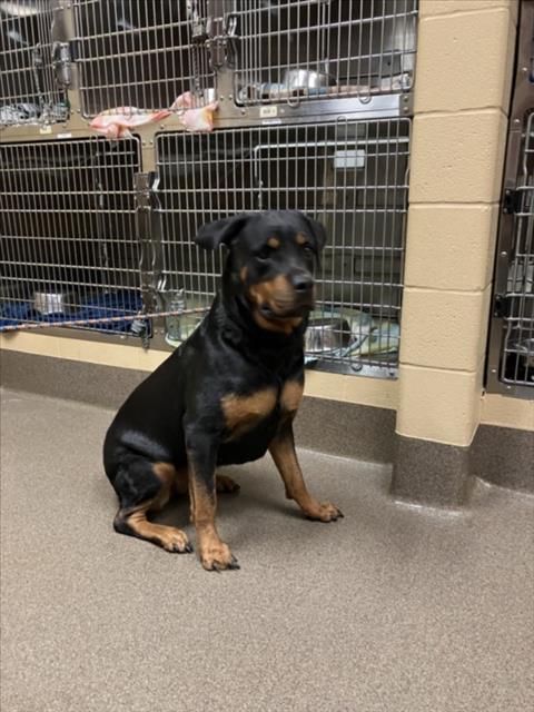 Shelter Stray Female Dog last seen Near BLOCK S RIDGEWOOD DR, WICHITA KS 67218, 3303 N Hillside St, Wichita, KS 67219, USA