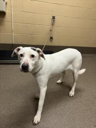 Shelter Stray Female Dog last seen Near BLOCK S SPRUCE AVE, WICHITA KS 67216, 3303 N Hillside St, Wichita, KS 67219, USA