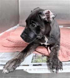 Shelter Stray Female Dog last seen , 3201 Lacy St, Los Angeles, CA 90031, USA