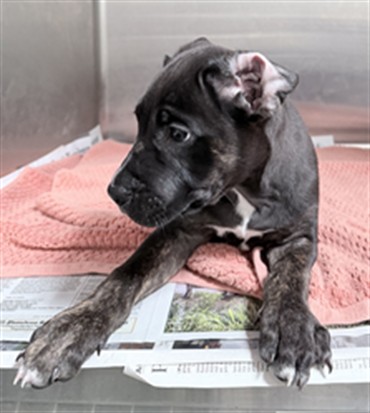 Shelter Stray Female Dog last seen , 3201 Lacy St, Los Angeles, CA 90031, USA