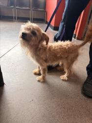 Shelter Stray Male Dog last seen Near BLOCK E 21ST ST N, WICHITA KS 67214, 3303 N Hillside St, Wichita, KS 67219, USA