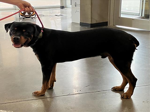 Shelter Stray Male Dog last seen Near BLOCK S CLIFTON AVE, WICHITA KS 67210, 3303 N Hillside St, Wichita, KS 67219, USA