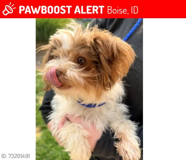 Lost Female Dog last seen Vista and Targee, Boise ID, Boise, ID 83705
