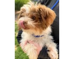 Lost Female Dog last seen Vista and Targee, Boise ID, Boise, ID 83705
