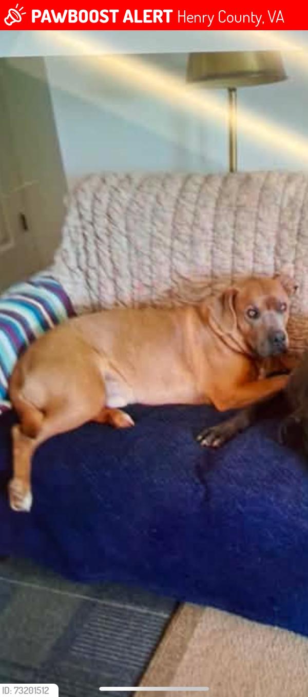 Lost Male Dog last seen North fork rd. - Mountain Valley, Henry County, VA 24112
