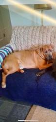 Lost Male Dog last seen North fork rd. - Mountain Valley, Henry County, VA 24112