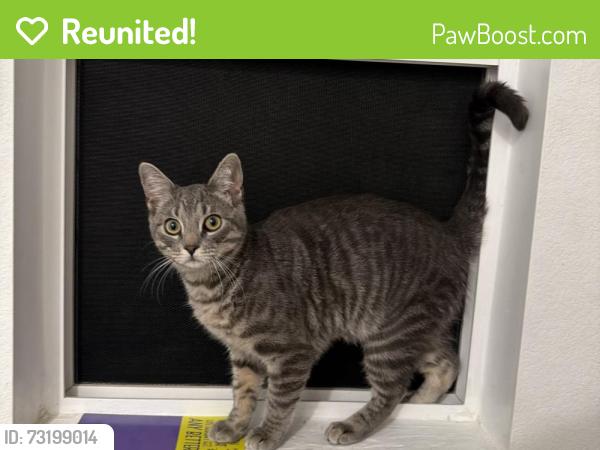 Reunited Male Cat last seen Antelope Road, Ethanac Rd, Menifee, CA 92585