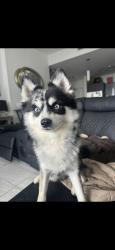 Reunited Male Dog last seen Near NW 151st St, Opa-locka, FL 33054, USA, Opa-locka, FL 33054
