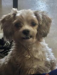 Lost Male Dog last seen Near aldine bender, Houston, TX 77032