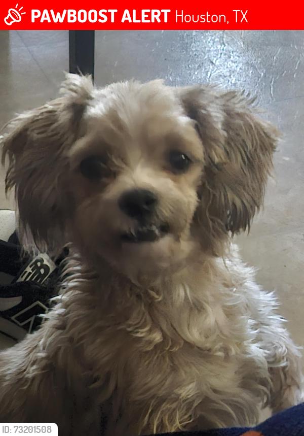 Lost Male Dog last seen Near aldine bender, Houston, TX 77032