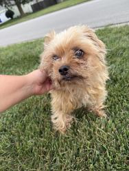 Found/Stray Male Dog last seen Belmont Dr and 57th St, Shawnee, KS 66226