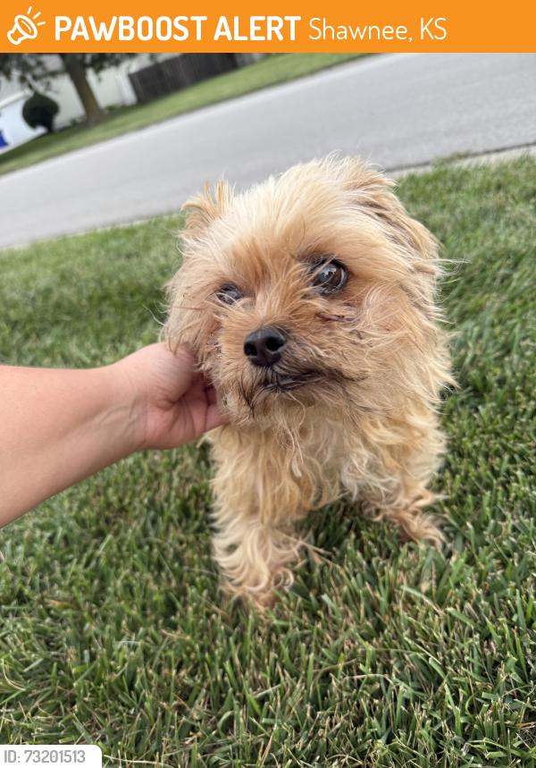 Found/Stray Male Dog last seen Belmont Dr and 57th St, Shawnee, KS 66226