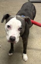 Shelter Stray Female Dog last seen Near W 53, 2nd District, OH, 9203 Detroit Ave, Cleveland, OH 44102, USA