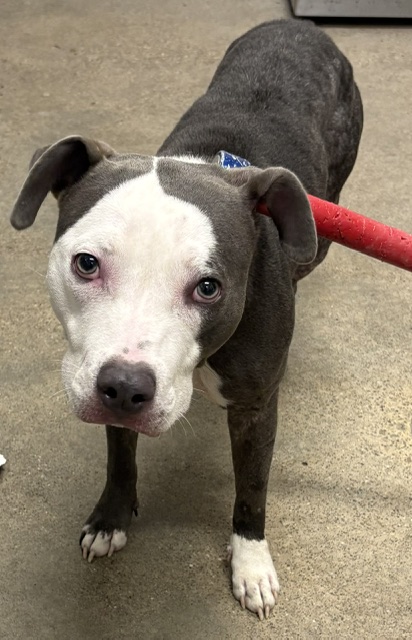 Shelter Stray Female Dog last seen Near W 53, 2nd District, OH, 9203 Detroit Ave, Cleveland, OH 44102, USA