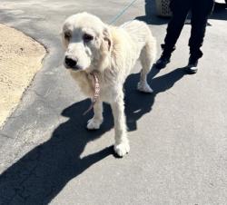 Shelter Stray Female Dog last seen E Adams Ave & Kings river RD, Parlier Zone Fresno CO 3 93648, CA, 1510 W Dan Ronquillo Dr, Fresno, CA 93706, USA