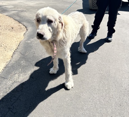 Shelter Stray Female Dog last seen E Adams Ave & Kings river RD, Parlier Zone Fresno CO 3 93648, CA, 1510 W Dan Ronquillo Dr, Fresno, CA 93706, USA