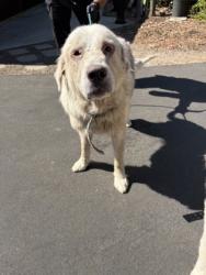 Shelter Stray Female Dog last seen E Adams Ave & Kings river RD, Parlier Zone Fresno CO 3 93648, CA, 1510 W Dan Ronquillo Dr, Fresno, CA 93706, USA