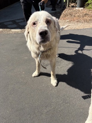 Shelter Stray Female Dog last seen E Adams Ave & Kings river RD, Parlier Zone Fresno CO 3 93648, CA, 1510 W Dan Ronquillo Dr, Fresno, CA 93706, USA
