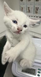 Shelter Stray Male Cat last seen , , CA, 1101 29th Ave, Oakland, CA 94601, USA