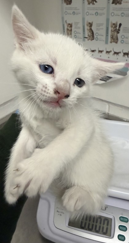 Shelter Stray Male Cat last seen , , CA, 1101 29th Ave, Oakland, CA 94601, USA
