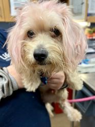 Shelter Stray Male Dog last seen Near Timbers East Dr Lithonia Ga 30083, 30083, GA, 3280 Chamblee Dunwoody Rd, Chamblee, GA 30341, USA