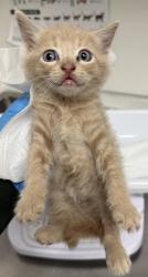 Shelter Stray Female Cat last seen , , CA, 1101 29th Ave, Oakland, CA 94601, USA