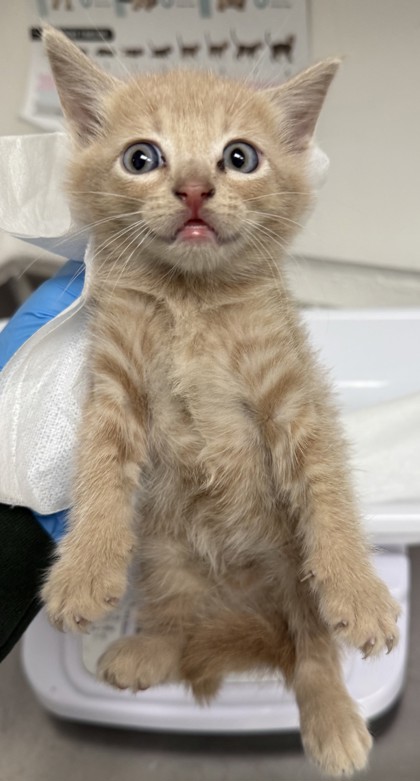 Shelter Stray Female Cat last seen , , CA, 1101 29th Ave, Oakland, CA 94601, USA