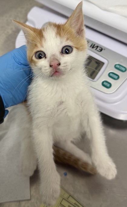 Shelter Stray Female Cat last seen , , CA, 1101 29th Ave, Oakland, CA 94601, USA