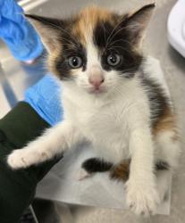 Shelter Stray Female Cat last seen , , CA, 1101 29th Ave, Oakland, CA 94601, USA