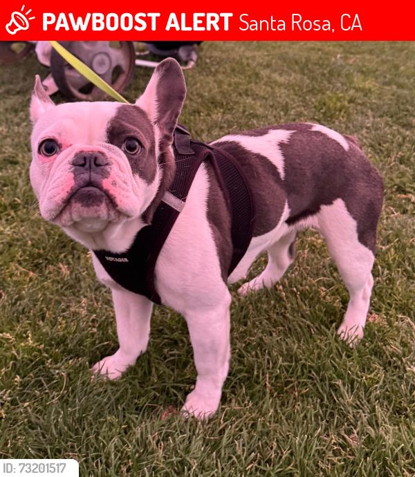 Lost Female Dog last seen horizon way, Santa Rosa, CA 95407