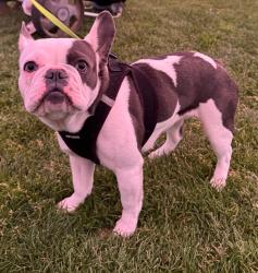 Lost Female Dog last seen horizon way, Santa Rosa, CA 95407