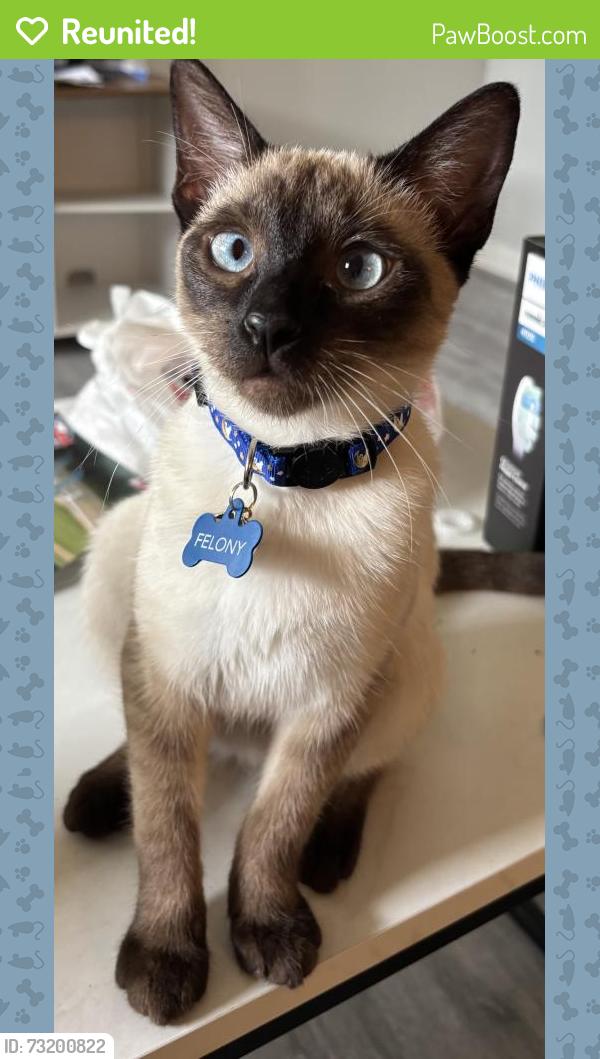 Reunited Female Cat last seen Laurelfield Dr, Houston, TX 77059