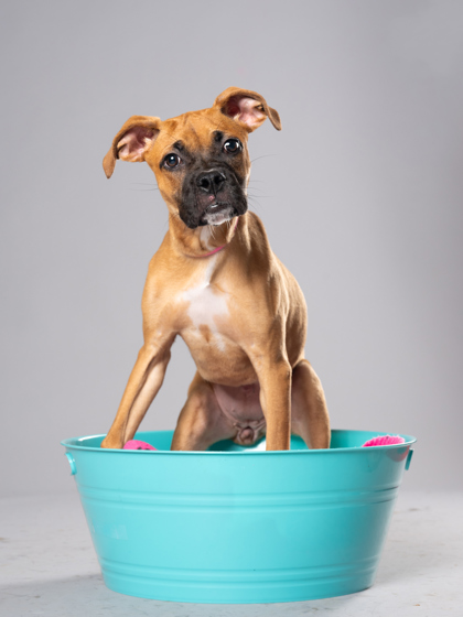 Shelter Stray Female Dog last seen Claire Dr. SE and Bonn St Intersection, Atlanta, GA, 1251 Fulton Industrial Blvd NW, Atlanta, GA 30336, USA