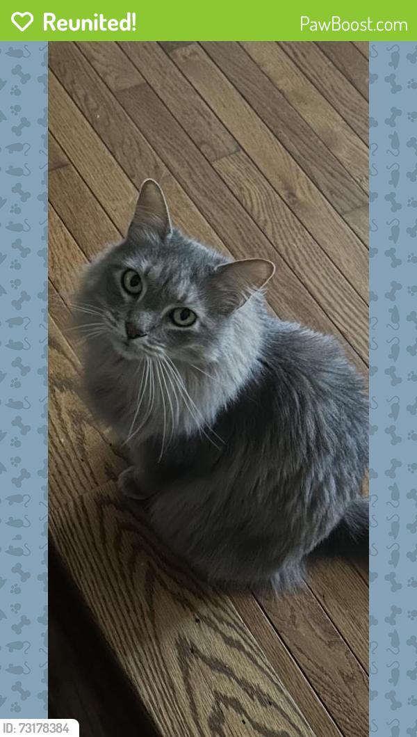 Reunited Female Cat last seen Whistler Lane in Hampton Cove, Owens Cross Roads, AL 35763