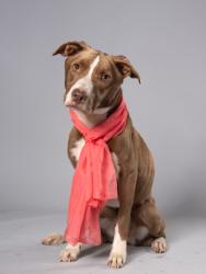 Shelter Stray Female Dog last seen Near Butner Rd SW / County Line Rd SW, Atlanta, GA, 1251 Fulton Industrial Blvd NW, Atlanta, GA 30336, USA