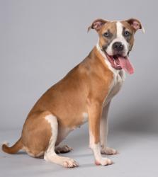 Shelter Stray Female Dog last seen Godby Road, College Park, GA, 1251 Fulton Industrial Blvd NW, Atlanta, GA 30336, USA