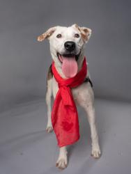 Shelter Stray Male Dog last seen Near Avalon sq, South Fulton, GA, 1251 Fulton Industrial Blvd NW, Atlanta, GA 30336, USA