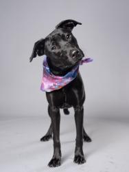 Shelter Stray Female Dog last seen Near Old National Highway, College Park, GA, 1251 Fulton Industrial Blvd NW, Atlanta, GA 30336, USA