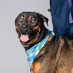 Shelter Stray Male Dog last seen Near Carlton Rd, Palmetto, GA, 1251 Fulton Industrial Blvd NW, Atlanta, GA 30336, USA
