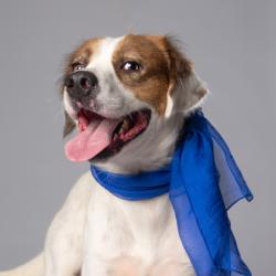 Shelter Stray Male Dog last seen Near Vernon grove rd, Chattahoochee Hills, GA, 1251 Fulton Industrial Blvd NW, Atlanta, GA 30336, USA
