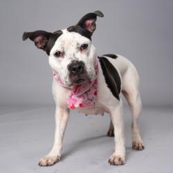 Shelter Stray Female Dog last seen Near Hogan Rd, East Point, GA, 1251 Fulton Industrial Blvd NW, Atlanta, GA 30336, USA