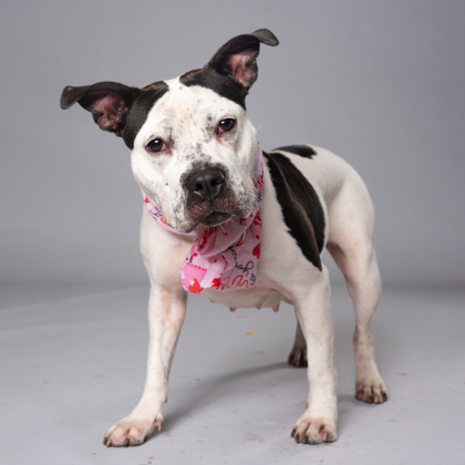 Shelter Stray Female Dog last seen Near Hogan Rd, East Point, GA, 1251 Fulton Industrial Blvd NW, Atlanta, GA 30336, USA