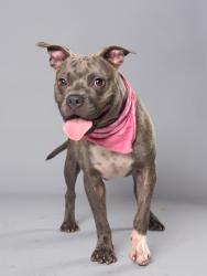 Shelter Stray Female Dog last seen Near Hogan Rd, East Point, GA, 1251 Fulton Industrial Blvd NW, Atlanta, GA 30336, USA