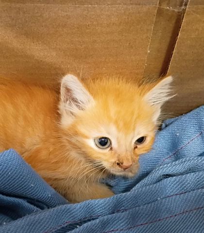 Shelter Stray Female Cat last seen Near pharr rd ne, Atlanta, GA, 1251 Fulton Industrial Blvd NW, Atlanta, GA 30336, USA